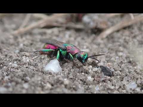 Bee-wolf Philanthus triangulum and its cuckoo jewel wasp Hedychrum rutilans