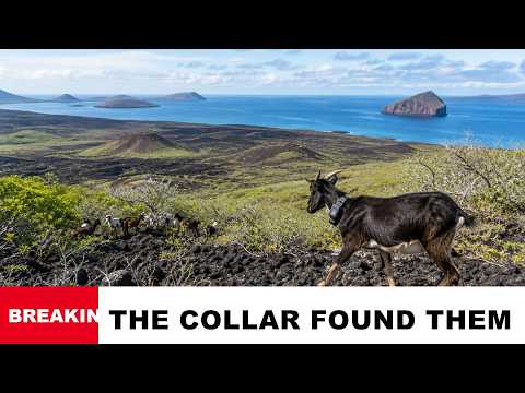 Galápagos Goats Kept Vanishing — Then Trackers Revealed the Judas Herd