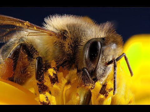 , title : 'Apis mellifera - Včela medonosná | apisinfo.sk'