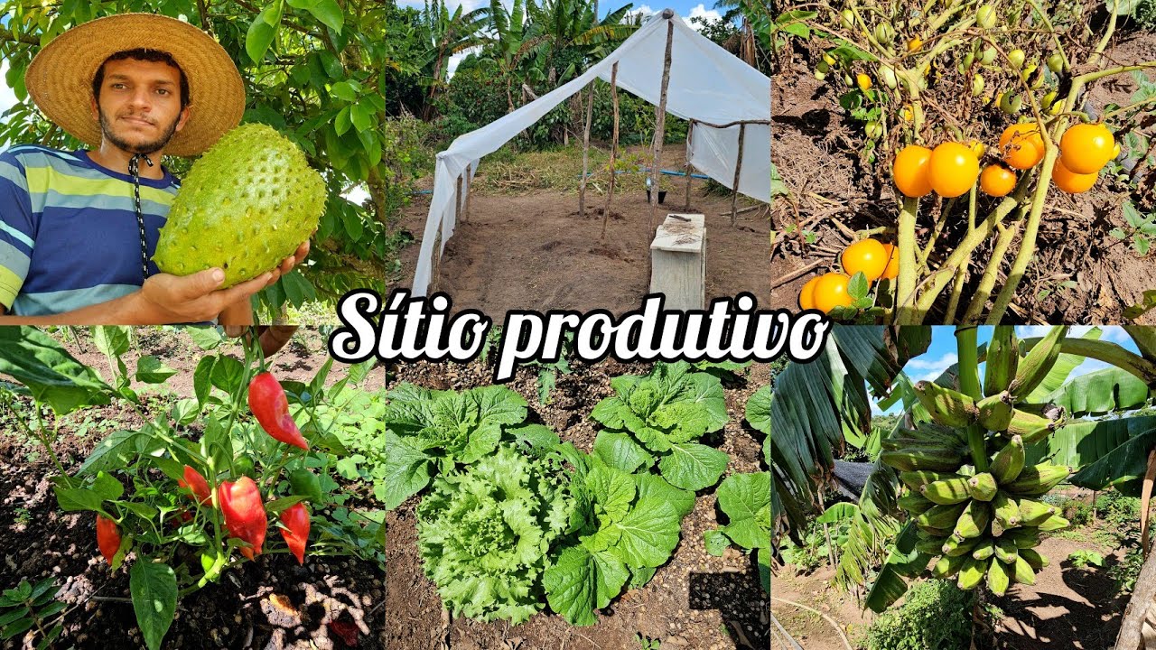 Soursop harvest //vegetable garden back in production//construction of new greenhouse and corn ir...