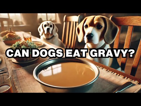 Can Dogs Eat Gravy? Explained