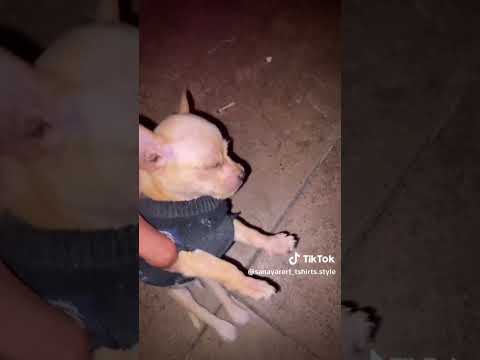 Moncho el perro 🐕