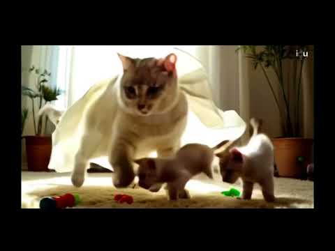 Cats and her babies are playing #cats #catdancing #catsbabies #cat #catvideos #catsdogs