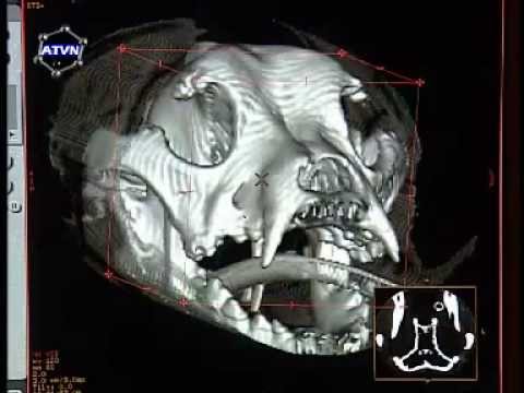 Badanie zwierząt przy pomocy tomografu komputerowego.