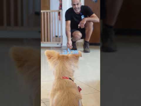 תמונה של כלבים מחייכים