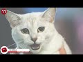13 Rarest Cat Breeds Ever