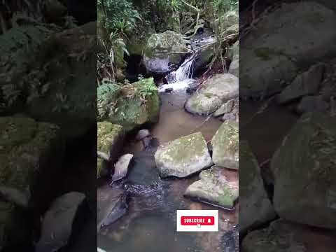 Vila dos Plátanos, Alto Cutias, Lontras -SC. Caminhadas na Natureza com o @sescsantacatarina