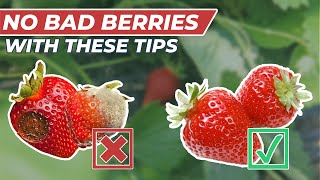 We grow DELICIOUS STRAWBERRIES! (pest and disease prevention)