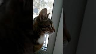 Наблюдения за моим котиком (6) около окна