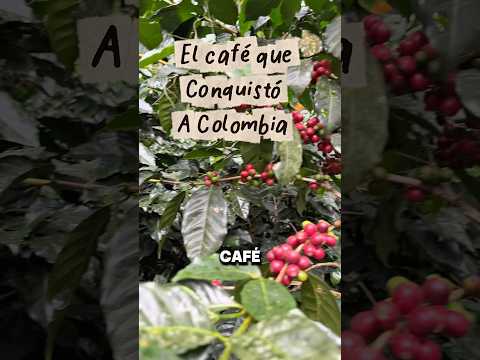 Café Nortesantandereano #cafedecolombia #toledo #chinacota #pamplonita #colombia