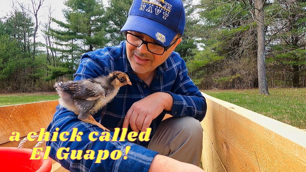 Chick UPDATE! And How OFTEN to Replace Brooder Pine Shavings