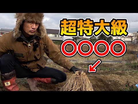 園芸 アスパラガスエンドウ、紫三つ葉