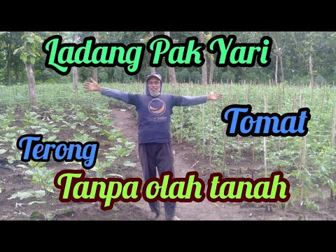 , title : 'Tanam Tomat & Terong Tanpa Olah Tanah (TOT) Umur 40Hari setelah Tanam Di Ladang Adik'