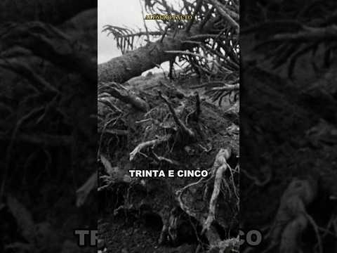 O pior tornado da história do Brasil foi em 1959