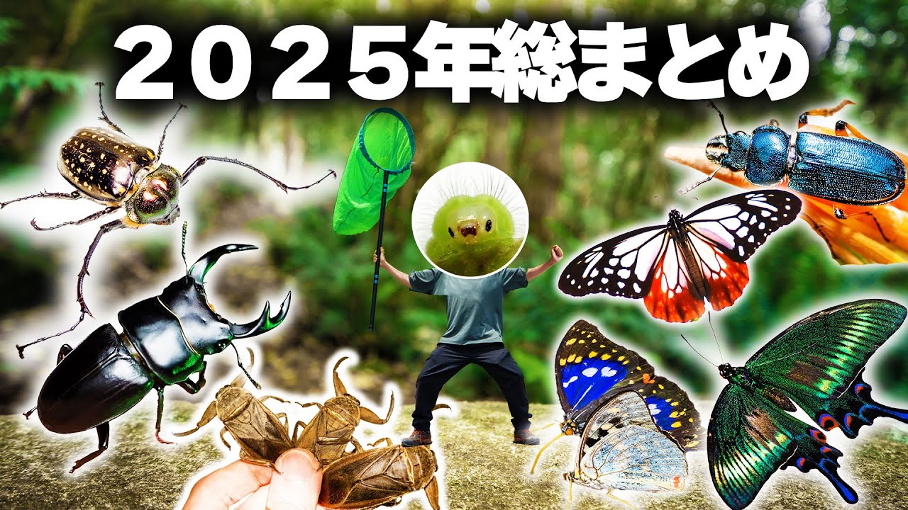 【一年振り返り】2025年の昆虫観察を総まとめ！