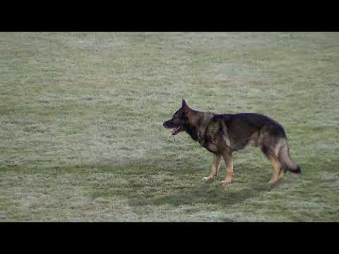 WUSV 2021  ESP 4 - VICENTE FERRE PEREZ & GALAX DE JARDINES DEL REAL  B 78