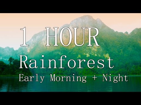 1 Hour Rainforest Jungle Nature Sounds (gibbons, birds, crickets) - Relaxation, Focus, Meditation