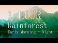 1 Hour Rainforest Jungle Nature Sounds (gibbons, birds, crickets) - Relaxation, Focus, Meditation