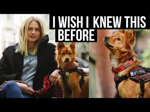 YouTube video about: How does fostering a dog work?