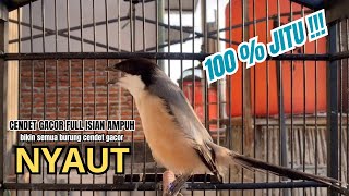 Download lagu cendet gacor FULL EMOSI PANJANG MEWAH AMPUH,, PANCINGAN CENDET AGAR BUNYI buat BURUNG PENTET GACOR mp3