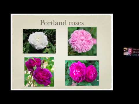 Rose talk by Adrian Miles and David Buchanan-Cook