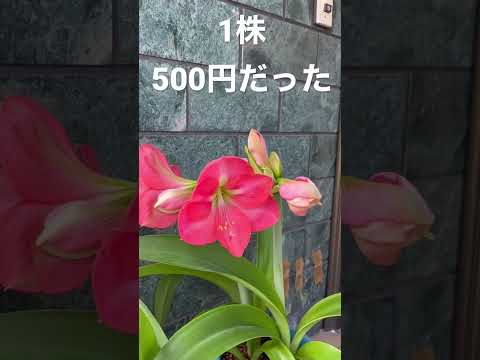 アマリリスに良い肥料は何ですか 液体肥料 緩効性腐植土 中性酸