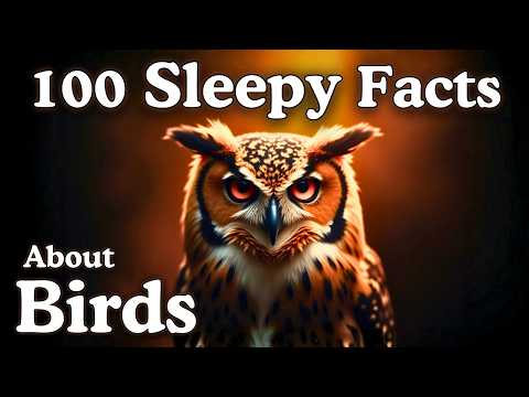 The Most Relaxing Facts About Birds to Fall Asleep To - Dreamy Science