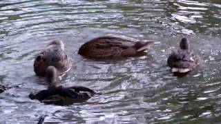 preview picture of video 'ducks on the pond in the park - kaczki na parkowym stawie'