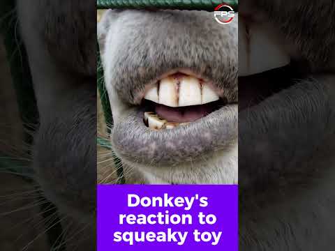 Donkey's Reaction To Squeaky Toy Sound #shorts #reaction #donkey