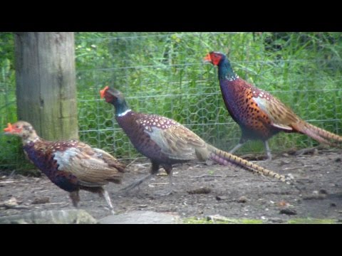 How To Raise Your Own Pheasants