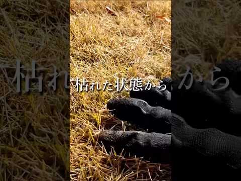 美しい芝生を作るためのヒント 夢の芝生のための実践的なアドバイス