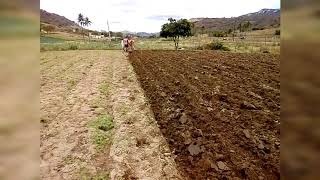 Arando terra com boi