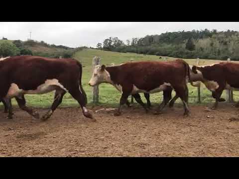 Lote 33 Vaquillonas Vacas Preñadas HEREFORD 440kg - , Cerro Largo