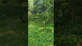 Download lagu Sawan Ke jhulo Ne Mujhko Bulaya Mai Pardesi Ghar Wapas Aaya😔😔😔😔 mp3