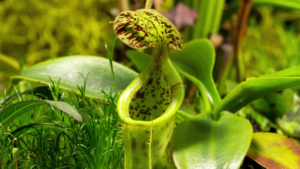 Npenethes Collection 1 with bts