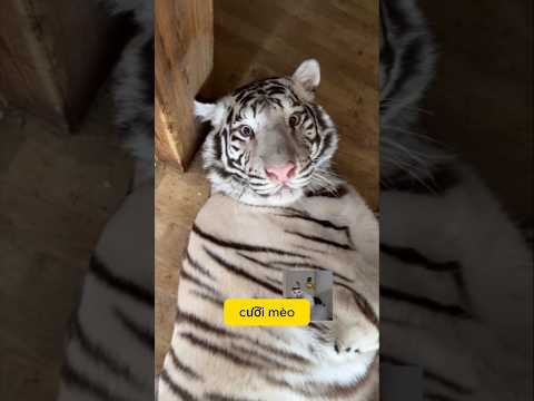 Khi con mèo nhà tôi to bất thình lình #pets #cat #meow #cosplay #funny