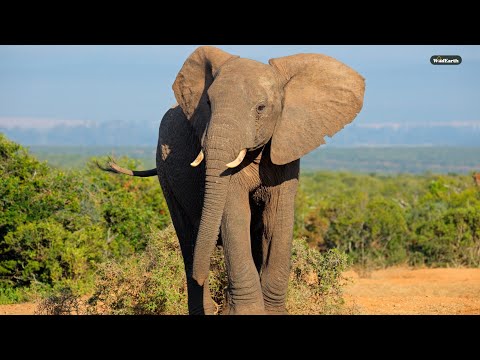 Face to face with a bull elephant
