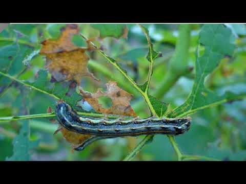Lagarta Eridania - Spodoptera eridania
