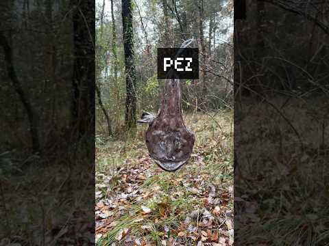 ¿Qué animal se comió el pez que colgué en el bosque? | PARTE 2  #animales #viral #camara