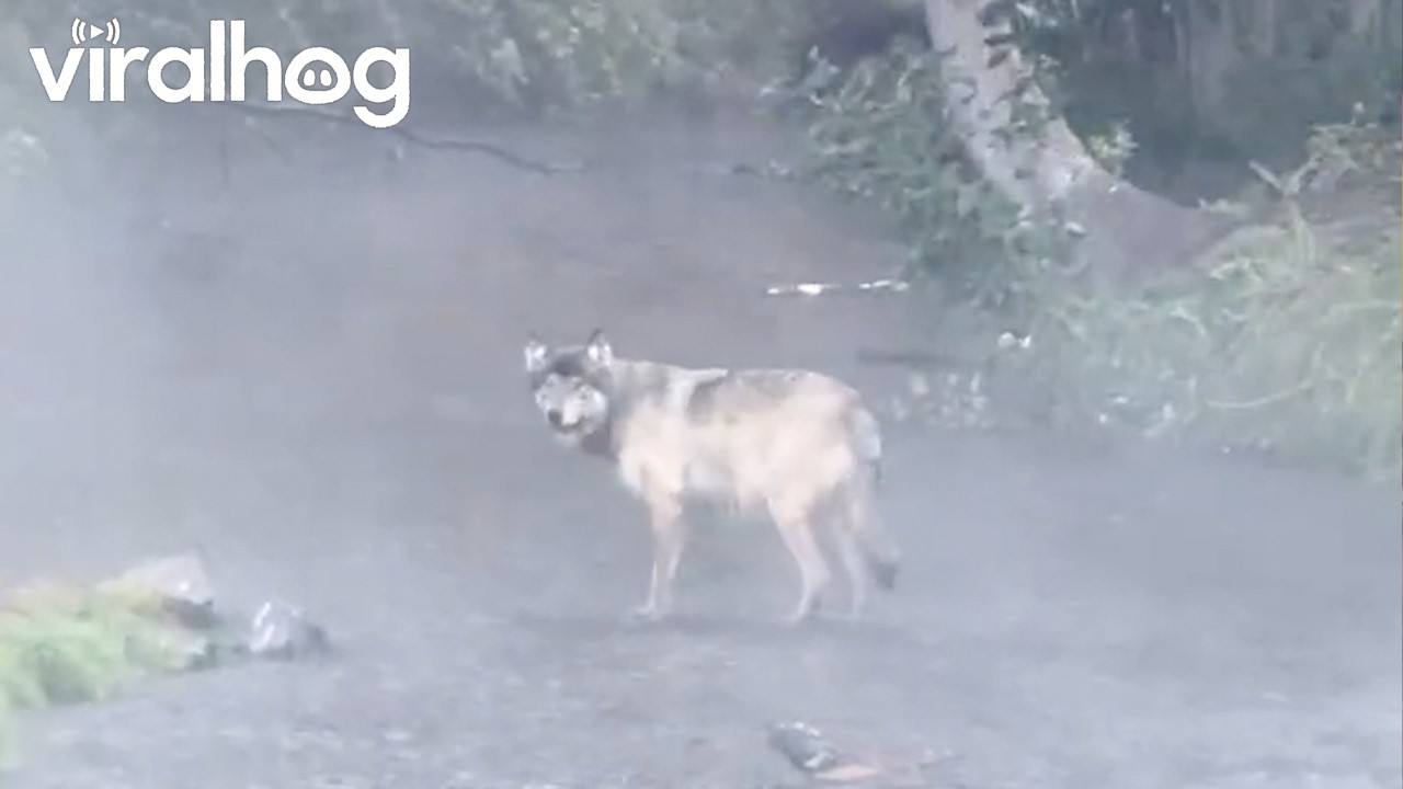 Spotted a Wolf Fishing in the Creek || ViralHog