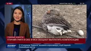ПТИЧИЙ ГРИПП В СКО: В МСХ ОБЕЩАЮТ ВЫПЛАТИТЬ КОМПЕНСАЦИЮ