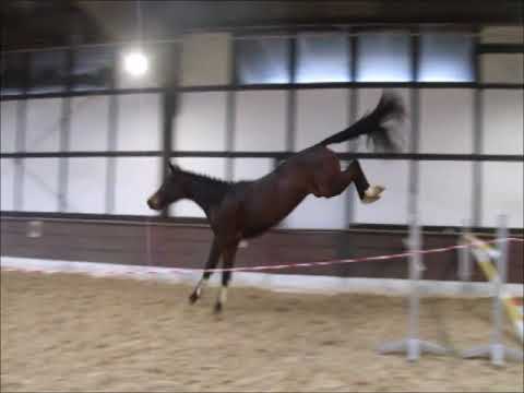 CANONE 3j. Con Spirit (Cornet Obolensky) - Silvio - Grannus 6.500,- Euro