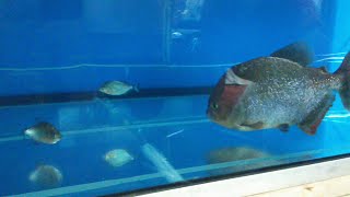 Giant piranha meets baby Red belly piranha face to face