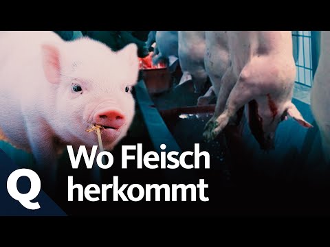 Meat! Why we love animals and still eat them (Full episode) | Quarks
