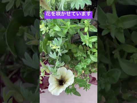  10月末までペチュニアの開花を促進して鑑賞するにはどうすればよいですか？  庭園