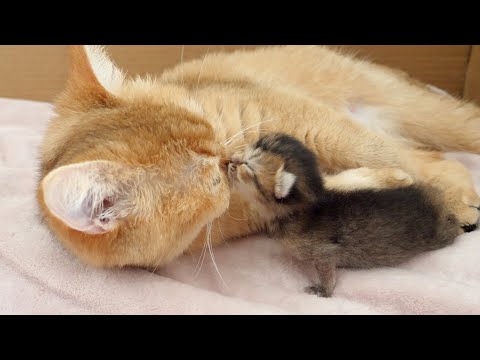 Baby kitten is calling mother cat...