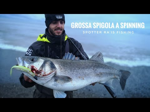 Grossa spigola a spinning: Spotter Ra'is fishing