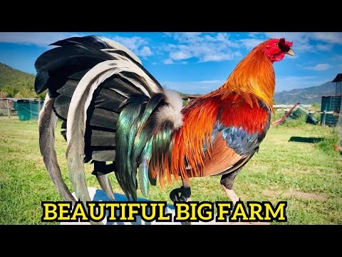 Beautiful View Big Farm in Mascota Jalisco Mexico - Mezquite Farm Pablo Lopez