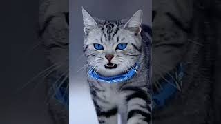 Download lagu kucing mata biru ini sangat menikmati dinginnya salju #viral #fyp #video #subscribe mp3 Download lagu kucing mata biru ini sangat menikmati dinginnya salju #viral #fyp #video #subscribe mp3