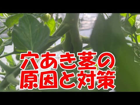 トマトに穴が開くのはなぜですか?行動を起こすべきでしょうか？  庭園